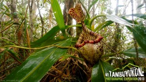 Mount Tambuyukon Expedition  